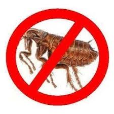 Bedbugs Control Ipswich